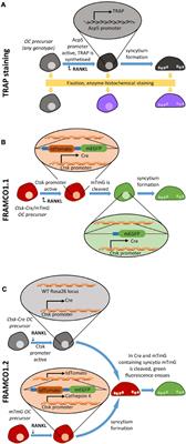 Fluorescence-Based Real-Time Analysis of Osteoclast Development